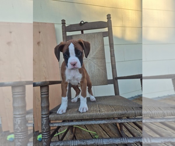 Medium Photo #1 Boxer Puppy For Sale in GALLOWAY, NJ, USA