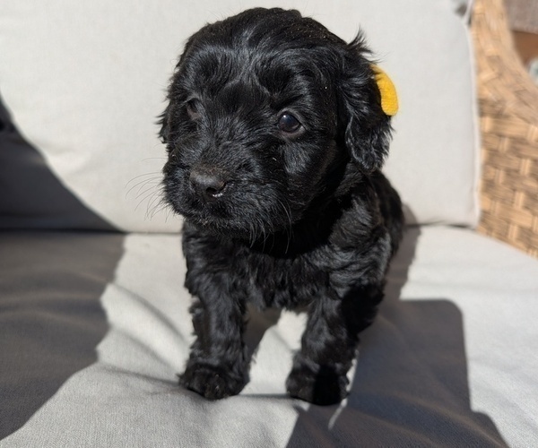 Medium Photo #4 Boykin Spaniel-Goldendoodle Mix Puppy For Sale in MORGANTON, NC, USA