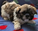 Puppy Olive Shih Tzu