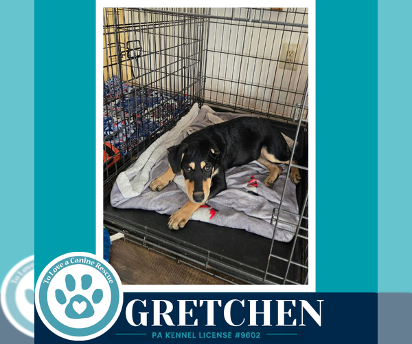 Medium Photo #3 German Shepherd Dog-Unknown Mix Puppy For Sale in Kimberton, PA, USA