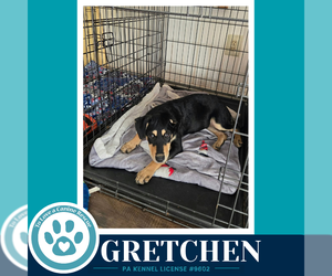Gretchen (Prost Pups) 100326 - Female German Shepherd Dog-Unknown Mix Dog for Adoption - Photo #3