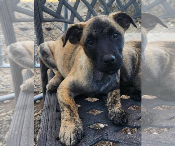 Medium Photo #3 German Shepherd Dog-Unknown Mix Puppy For Sale in Incline Village, NV, USA
