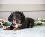 Puppy Allie Dachshund