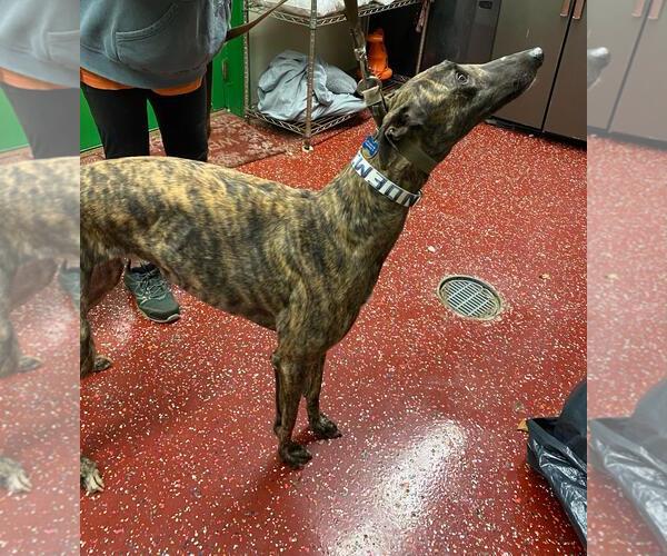 Medium Photo #2 Greyhound Puppy For Sale in Cherry Hill, NJ, USA