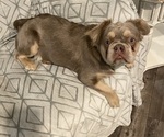 Small #3 French Bulldog