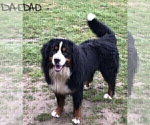 Father of the Bernese Mountain Dog puppies born on 05/12/2022