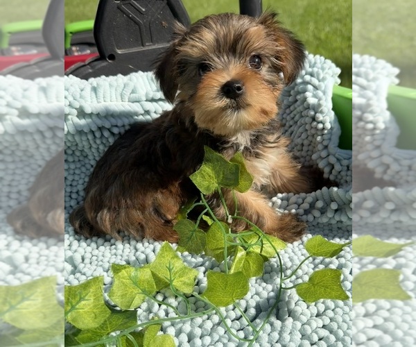 Medium Photo #1 Yorkshire Terrier Puppy For Sale in NACOGDOCHES, TX, USA