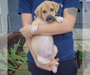 Martin - Male American Staffordshire Terrier-German Shepherd Dog Mix Dog for Adoption - Photo #3
