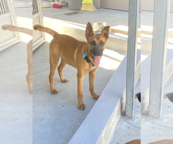 Medium Photo #3 Mutt Puppy For Sale in San Diego, CA, USA