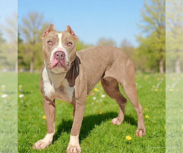 Medium Photo #1 Staffordshire Bull Terrier-Unknown Mix Puppy For Sale in Talladega, AL, USA