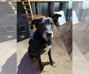 Sky #3 - Female American Pit Bull Terrier-Unknown Mix Dog for Adoption