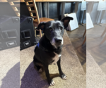 Sky #3 - Female American Pit Bull Terrier-Unknown Mix Dog for Adoption - Small photo