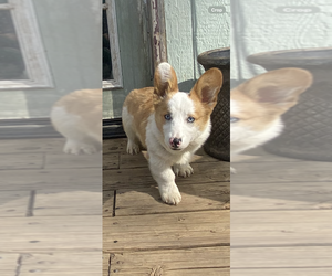 American Corgi Puppy for sale in INDEPENDENCE, MO, USA