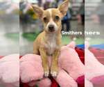 Small #1 Dachshund Mix