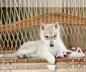 Siberian Husky Puppy for sale in CEDAR CREEK, TX, USA
