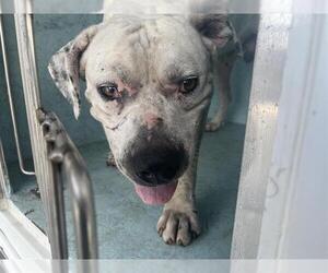 American Bulldog Dogs for adoption in Ocala, FL, USA
