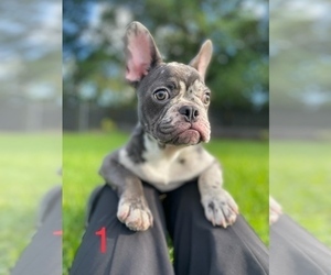 French Bulldog Puppy for sale in MIAMI, FL, USA
