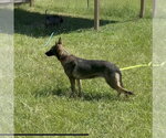 Small Photo #2 German Shepherd Dog-Unknown Mix Puppy For Sale in Imlay City, MI, USA