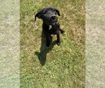 Small #2 Labrador Retriever Mix