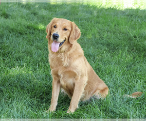 Golden Retriever Puppy for Sale in SYRACUSE, Indiana USA
