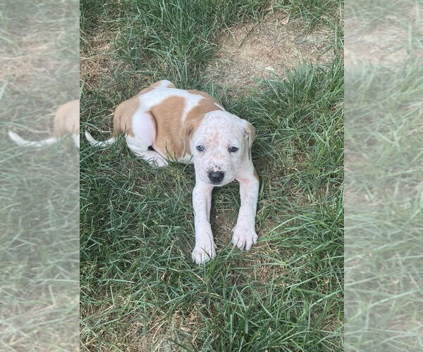 Medium Photo #5 American Staffordshire Terrier-Unknown Mix Puppy For Sale in Brewster, NY, USA