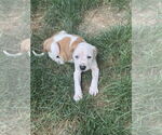 Small #4 American Staffordshire Terrier Mix
