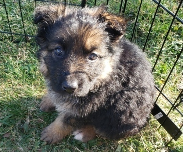 Medium Photo #2 German Shepherd Dog Puppy For Sale in EBENSBURG, PA, USA