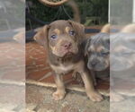 Small #1 American French Bull Terrier