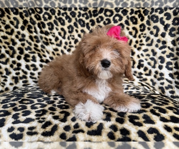 Medium Photo #4 Cockapoo (Miniature) Puppy For Sale in LAKELAND, FL, USA