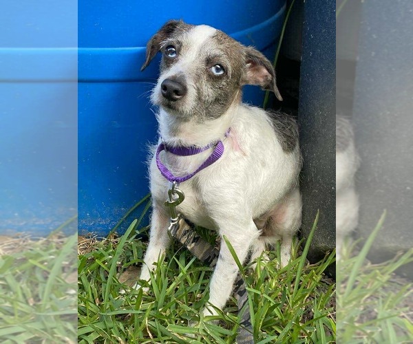 Medium Photo #9 Chihuahua-Parson Russell Terrier Mix Puppy For Sale in Princeton, MN, USA