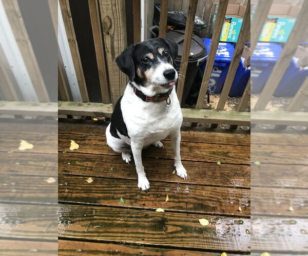 Medium Photo #4 Mutt Puppy For Sale in Brewster, NY, USA