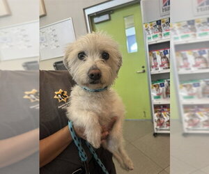 Cairn Terrier-Unknown Mix Dogs for adoption in Rancho Cucamonga, CA, USA