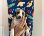 Small #2 Mutt