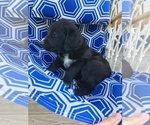 Small Photo #15 Labradoodle Puppy For Sale in RICE LAKE, WI, USA