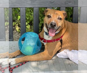 Harper - Female Labrador Retriever-Unknown Mix Dog for Adoption - Photo #4