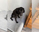 Small #6 Labrador Retriever Mix