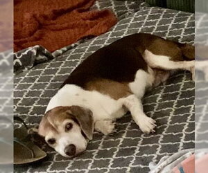 Coco Bean - Male Beagle Dog for Adoption - Photo #3