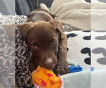Small Labrador Retriever Mix