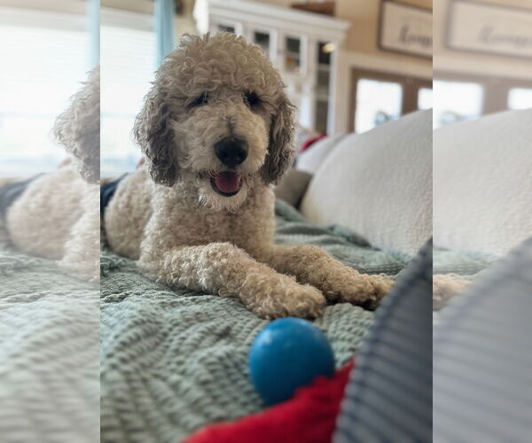 Medium Photo #11 Mutt Puppy For Sale in Sandy, UT, USA