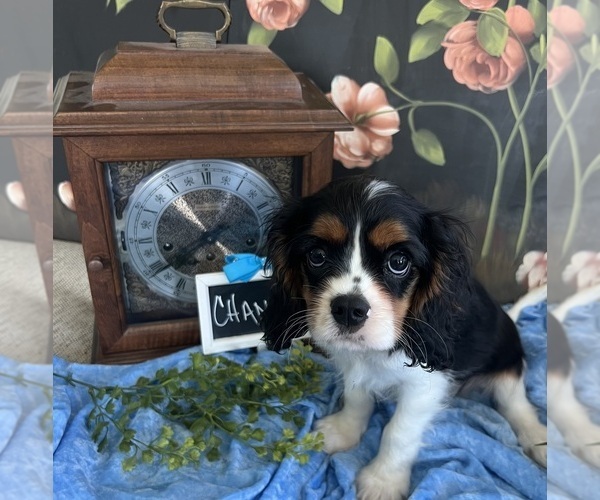 Medium Photo #5 Cavalier King Charles Spaniel Puppy For Sale in ABILENE, TX, USA