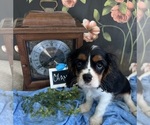 Small #4 Cavalier King Charles Spaniel