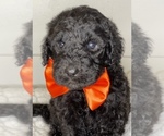 Puppy 5 Bernedoodle