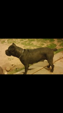 Medium Photo #1 Cane Corso Puppy For Sale in AVONDALE, AZ, USA