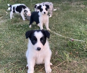 Border Collie Puppy for sale in WILLIAMSPORT, MD, USA