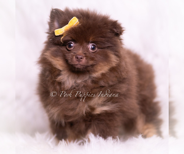 Medium Photo #5 Pomeranian Puppy For Sale in WARSAW, IN, USA