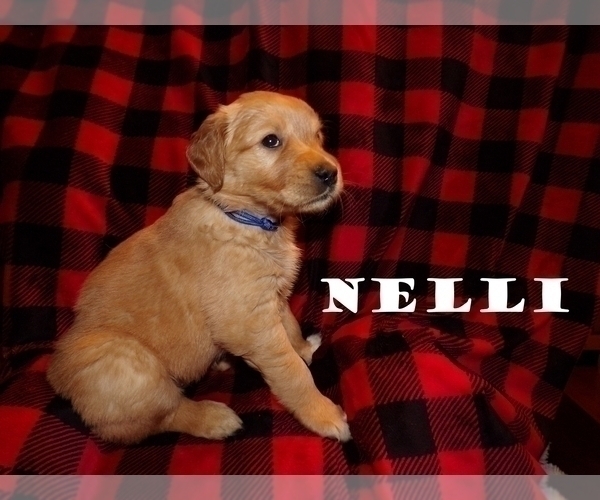 Medium Photo #1 Golden Retriever Puppy For Sale in HAM LAKE, MN, USA