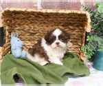 Small #3 Shih Tzu