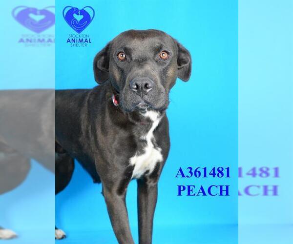 Medium Photo #2 American Pit Bull Terrier-Labrador Retriever Mix Puppy For Sale in Stockton, CA, USA