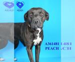 Small #1 American Pit Bull Terrier-Labrador Retriever Mix