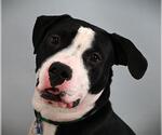 Small American Pit Bull Terrier Mix